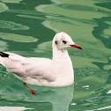 Black-headed Gull