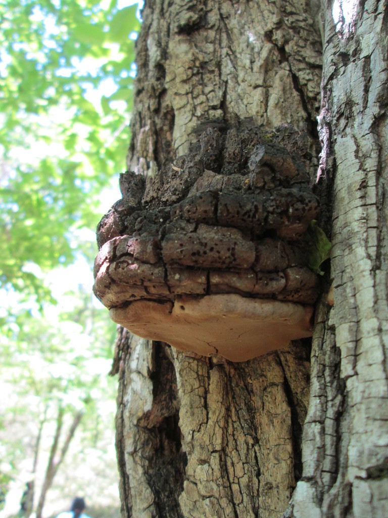 Hoof Fungus