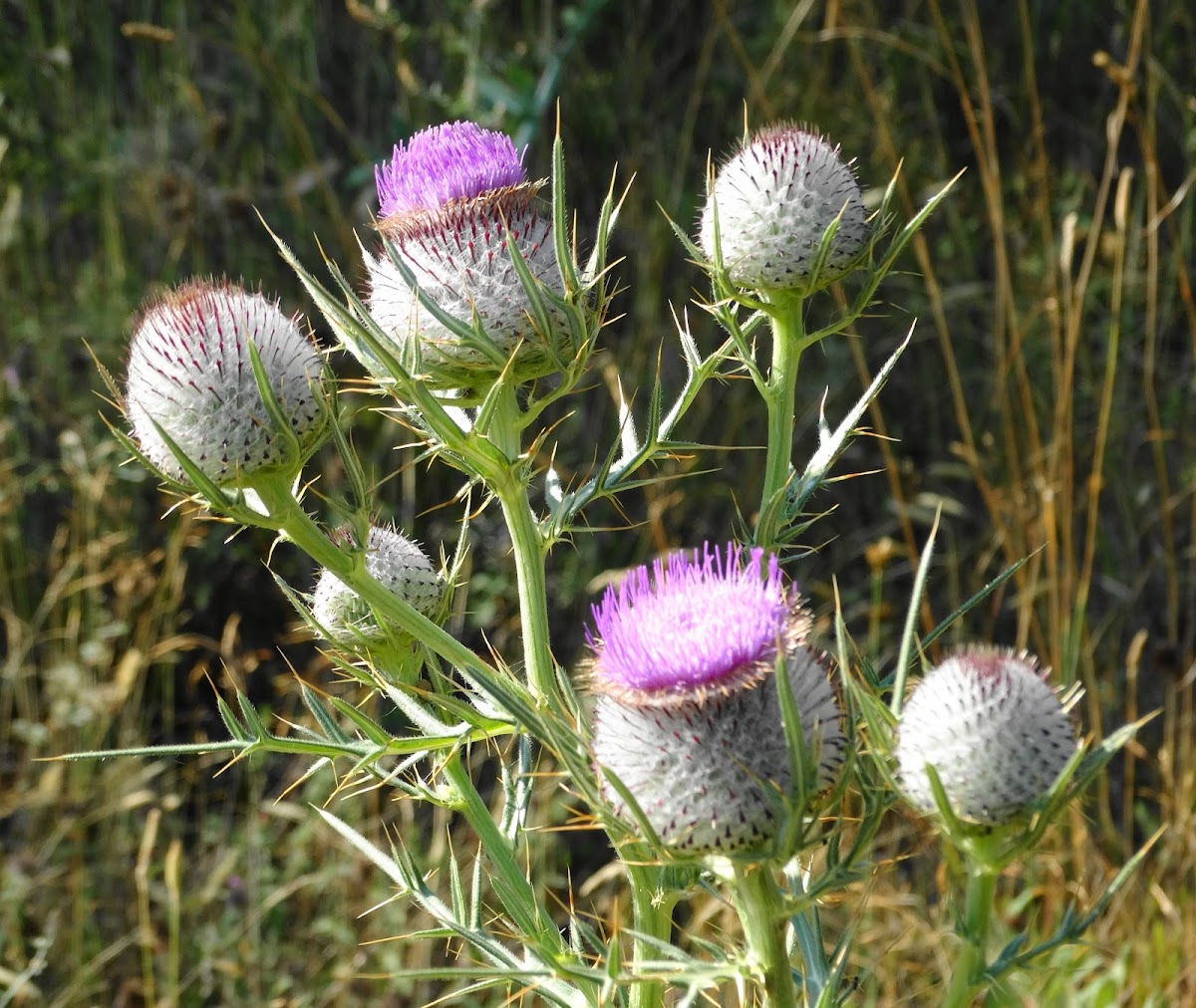 Woolly Thistle