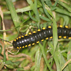 Yellow-Spotted Millipede