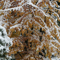 Giallo neve di 