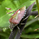 Sloe shieldbug