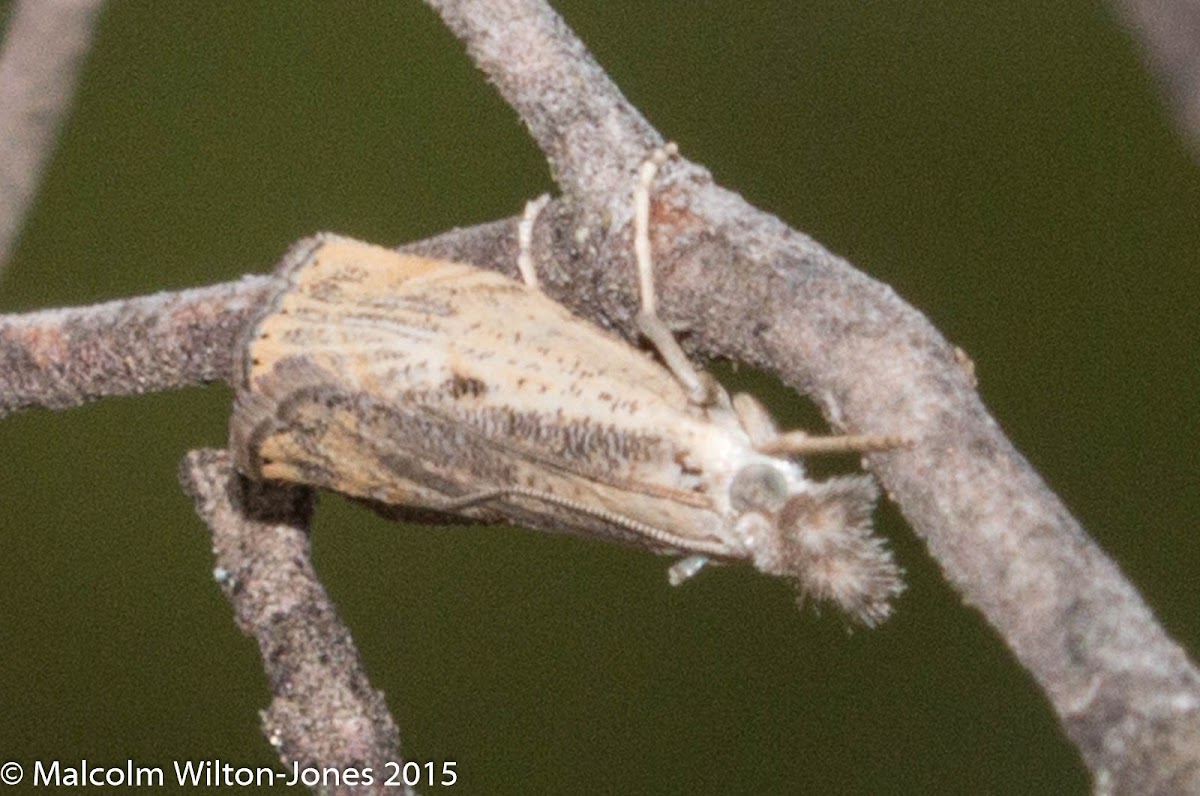 tree moth