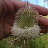 Cut-Leaf Teasel