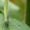 margined white