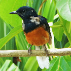 White-Rumped Shama