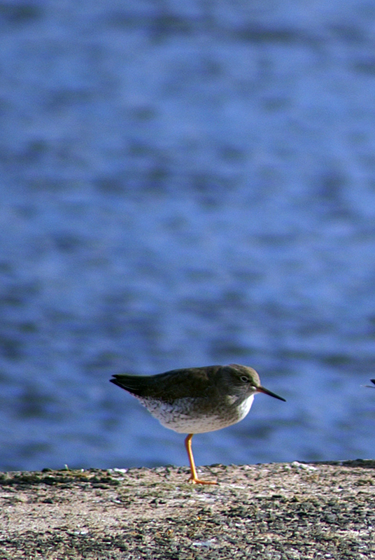 Redshank