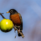 Item logo image for Fruit Bird