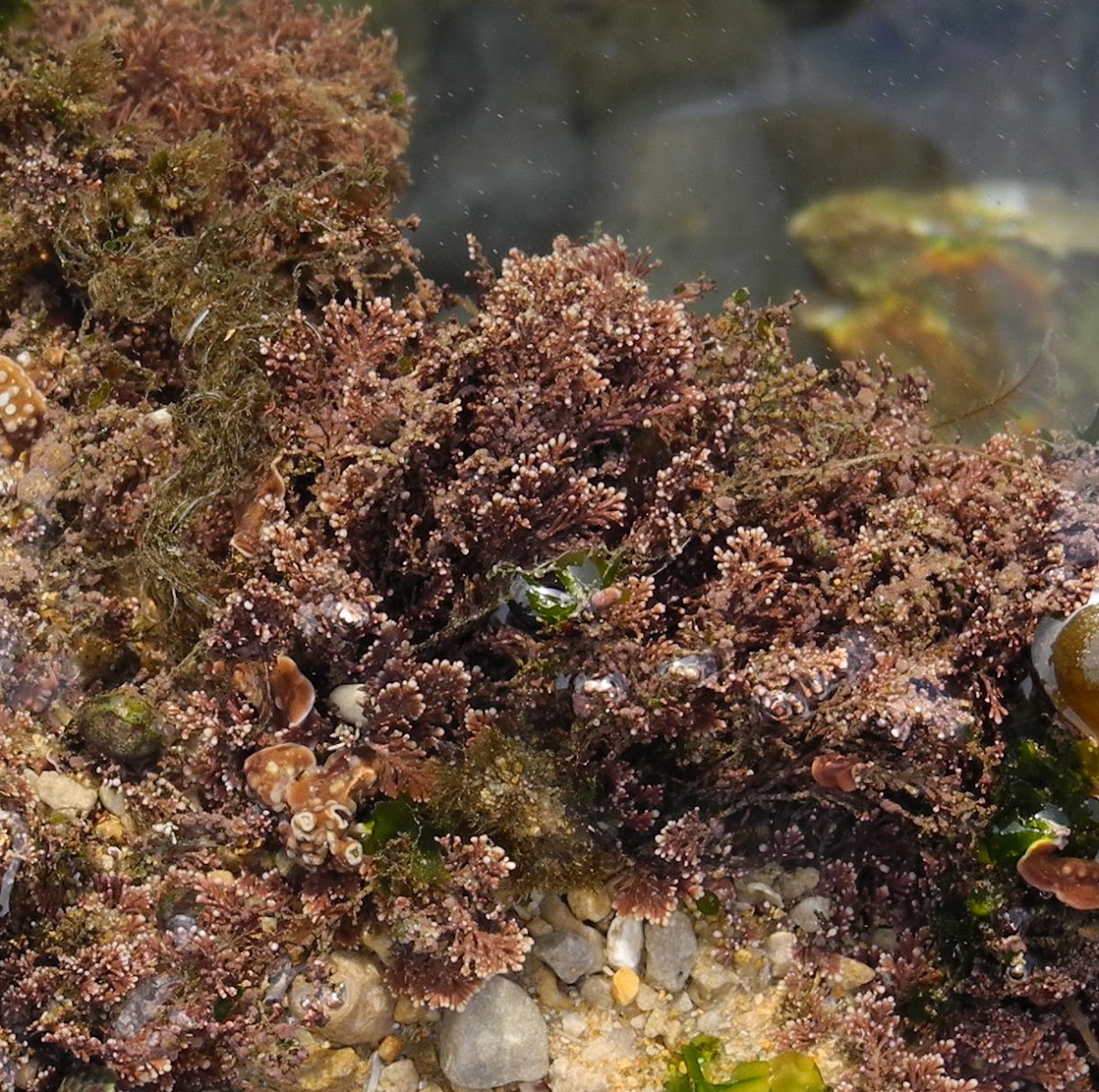 Coralline algae