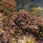 Coralline algae