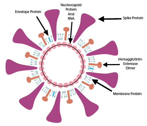 Model of a protein showing the envelope protein, the nucleocapsid protein and RNA, the spike protein, the hemagglutinin-esterease dimer, the membrane protein