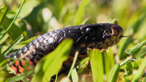 Dog Bites Snake thumbnail