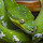 Green Tree Python - New Tab in HD