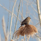 Red-winged Blackbird (Female)