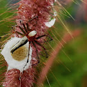 striped lynx spider