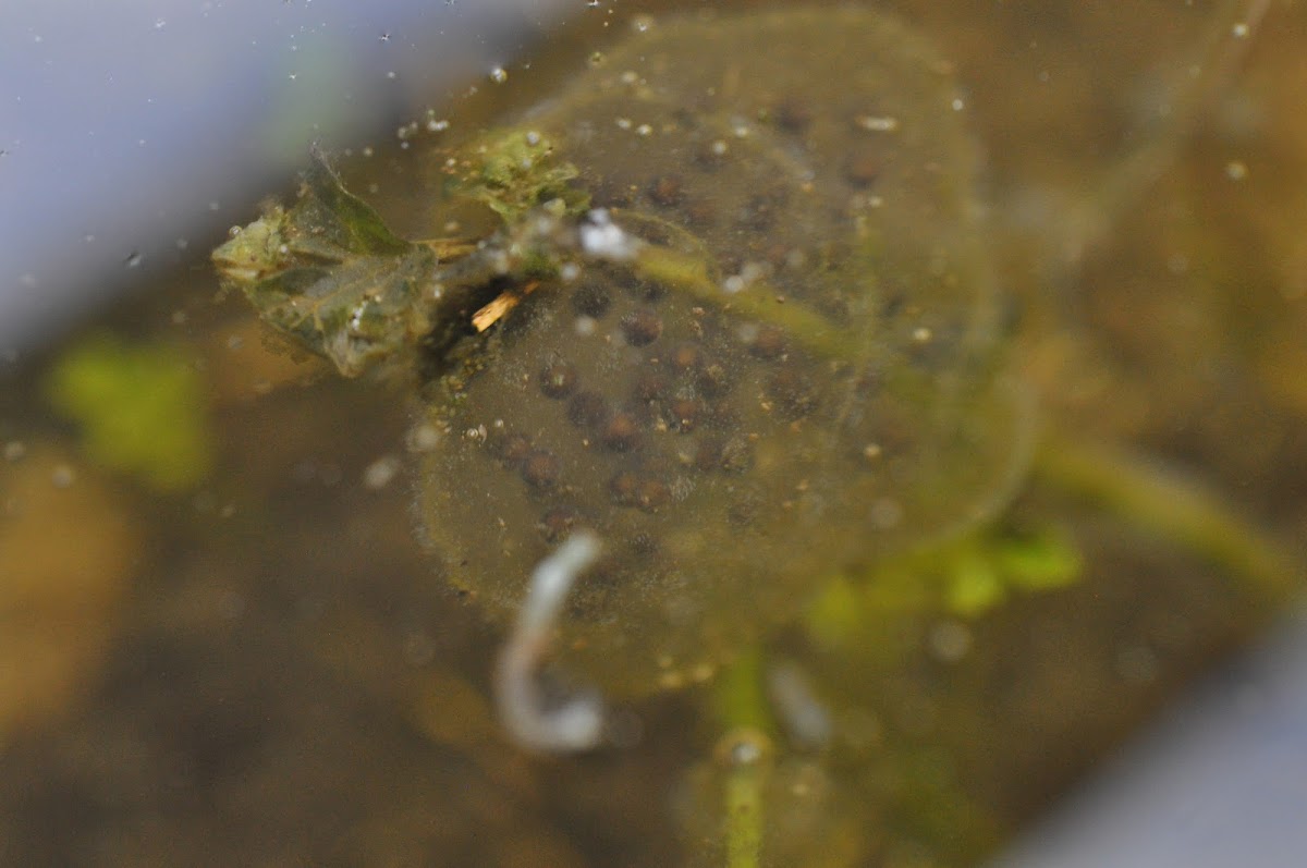 Pacific Tree Frog egg cluster