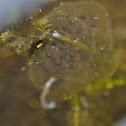 Pacific Tree Frog egg cluster