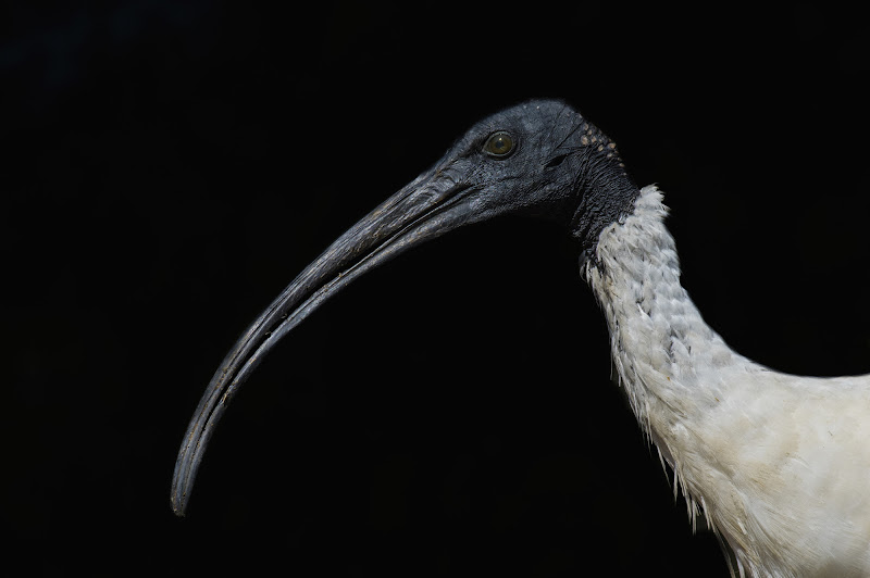 un uccello senza il timore delle misure. di catasto7