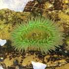 Aggregating Anemone