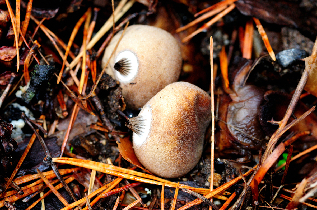 Earthstar; Estrella de tierra