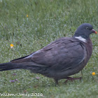 Woodpigeon