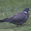 Woodpigeon