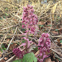 Butterbur