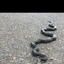 Black rat snake