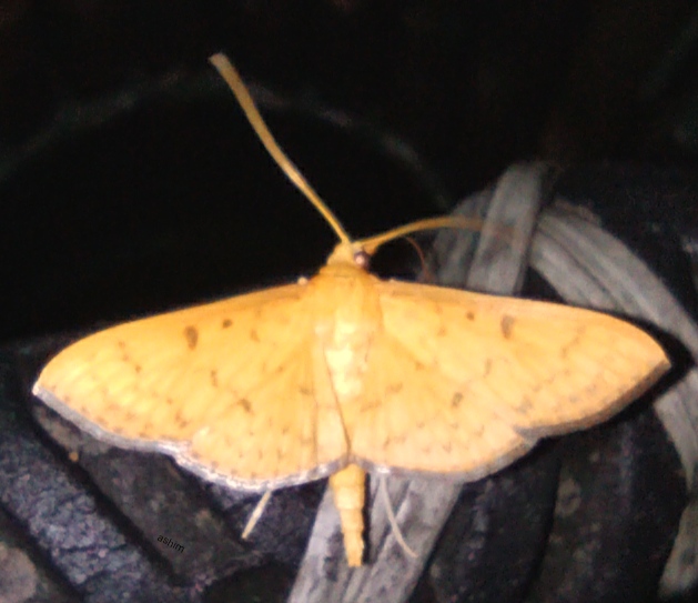 Pearl moth