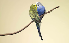 Budgerigar - New Tab in HD small promo image