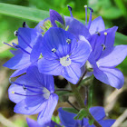 Heath speedwell