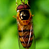 Hoverfly