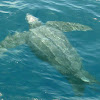 Leatherback sea turtle