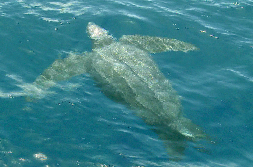 Leatherback sea turtle