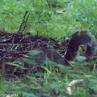 Grey Squirrel