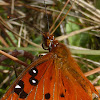 Gulf Fritillary