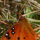 Gulf Fritillary