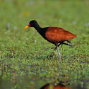 Wattled Jacana