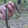 Eastern Ribbon Snake