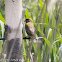 Greenfinch