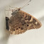 Asterocampa Celtis Butterfly