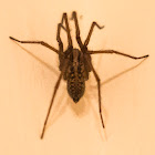 House Spider