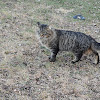 american longhair cat