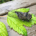 Dog-day Cicada