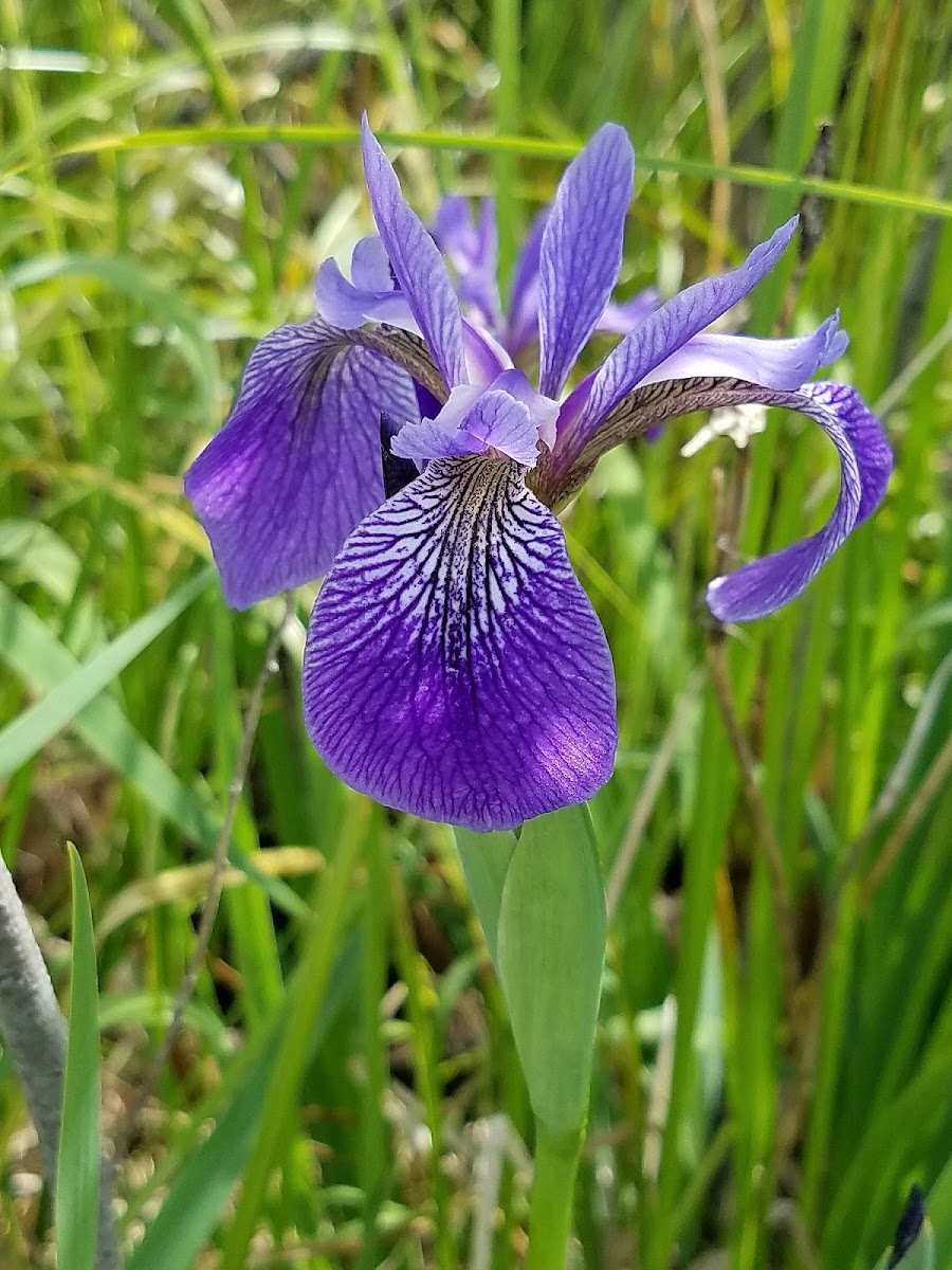 Blueflag Iris