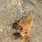 Polyphemus moth