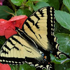 Tiger Swallowtail Butterfly