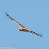 Short-toed Eagle; Aguila Culebrera