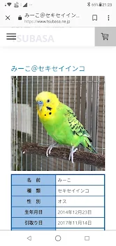 インコ