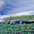 Saltwater crocodile